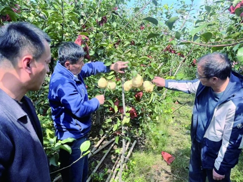 山东唐荷堂生态农场的山农酥梨种植基地四年龄梨树迎来盛果期